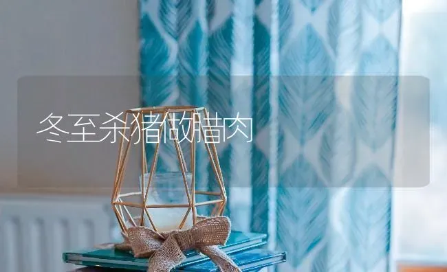 冬至杀猪做腊肉 | 家畜养殖