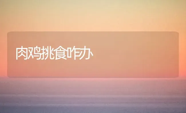 肉鸡挑食咋办 | 家禽养殖