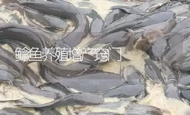 鲶鱼养殖增产窍门 | 淡水养殖