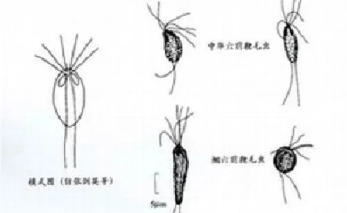 六前鞭毛虫病症状及防治技术