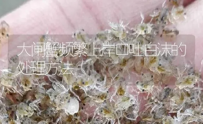 大闸蟹频繁上岸口吐白沫的处理方法 | 淡水养殖