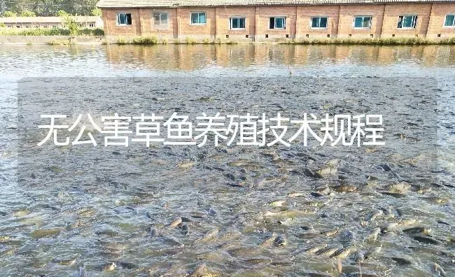 无公害草鱼养殖技术规程 | 淡水养殖