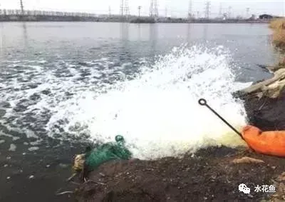 水花育苗的饲养方法