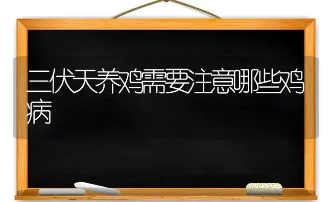 三伏天养鸡需要注意哪些鸡病 | 家禽养殖