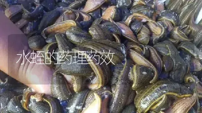 水蛭的药理药效 | 养殖病虫害防治