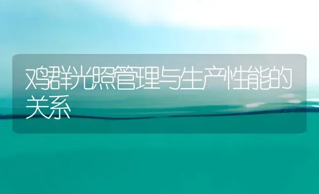 鸡群光照管理与生产性能的关系 | 家禽养殖