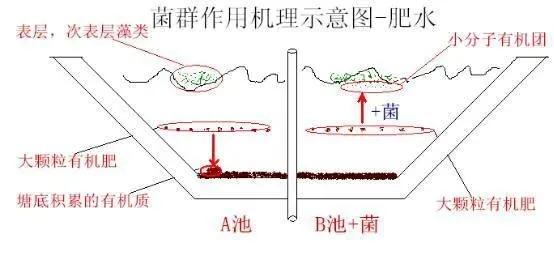 养殖南美白对虾到底应该怎么肥塘