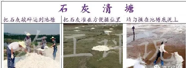 池塘老化了，对虾养殖户如何抓住歇塘期，踏实做好池塘修复工作？