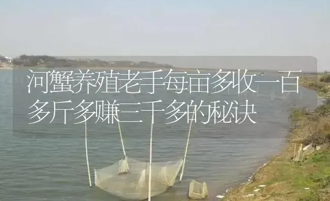 河蟹养殖老手每亩多收一百多斤多赚三千多的秘诀 | 淡水养殖