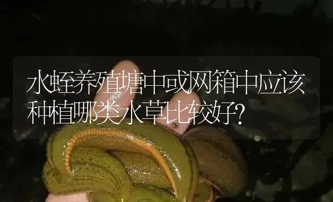 水蛭养殖塘中或网箱中应该种植哪类水草比较好？ | 特种养殖