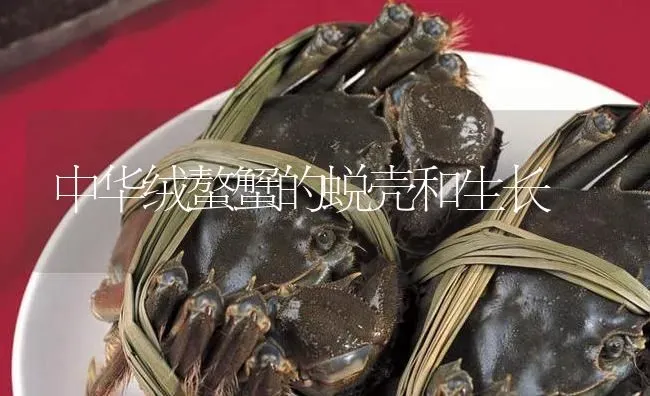 中华绒螯蟹的蜕壳和生长 | 淡水养殖