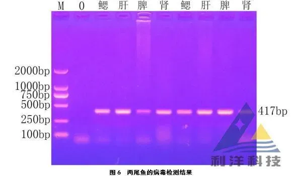 网箱养殖斑点叉尾鮰疱疹病毒检出一例