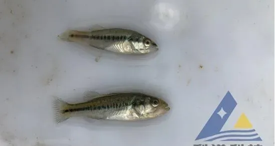 加州鲈鱼苗“熟身”，体表见大量柱状黄杆菌