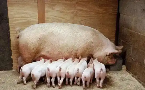 仔猪消化不良的原因及治疗方法 | 养殖疾病大全