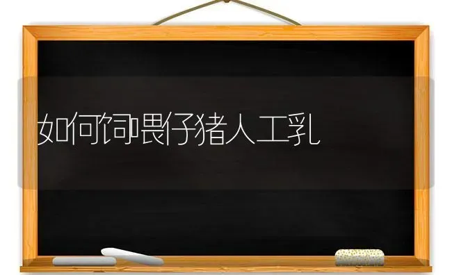 如何饲喂仔猪人工乳 | 家畜养殖
