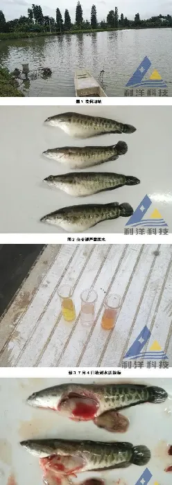 泼洒杀虫药后杂交鳢严重腹水