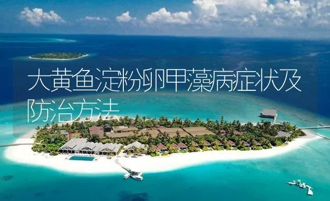 大黄鱼淀粉卵甲藻病症状及防治方法 | 养殖病虫害防治