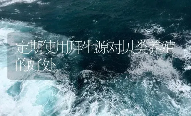 定期使用拜生源对贝类养殖的好处 | 海水养殖