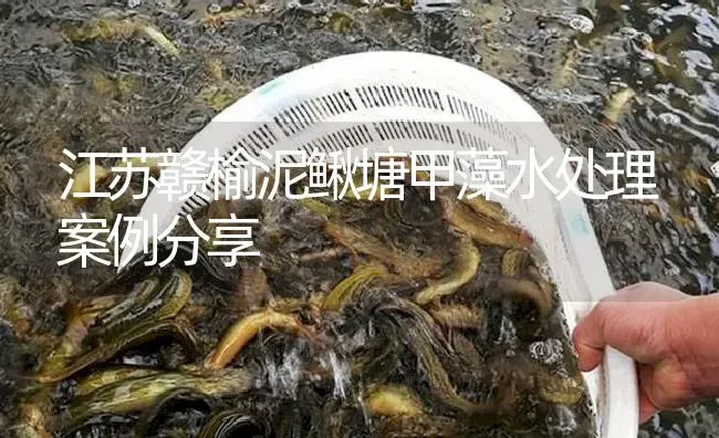 江苏赣榆泥鳅塘甲藻水处理案例分享 | 淡水养殖