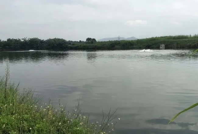斑点叉尾鮰出血、突眼死亡一例