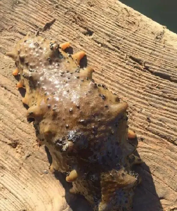 气温骤然上升，春季海参圈问题集中爆发
