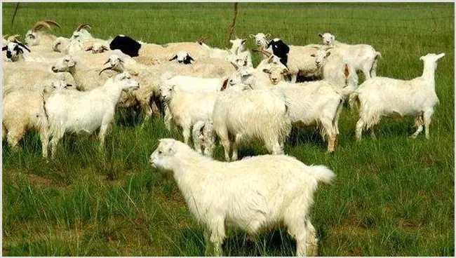 影响肉羊养殖效益的因素 | 动物养殖资料
