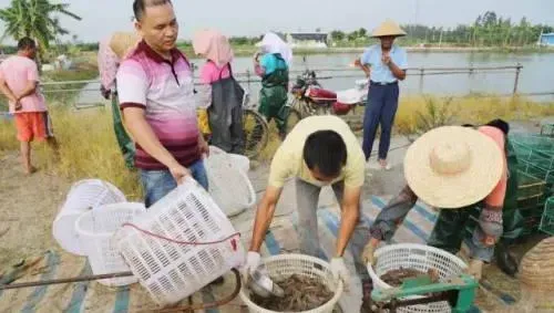 网箱标苗的启示：广东虾农再次出大规格南美白对虾