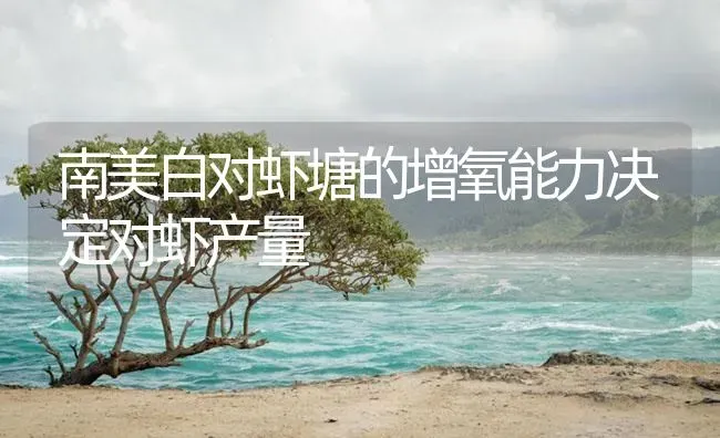 南美白对虾塘的增氧能力决定对虾产量 | 海水养殖