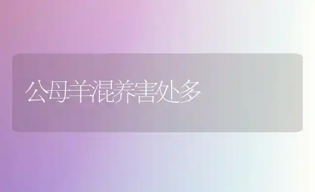 公母羊混养害处多 | 家畜养殖