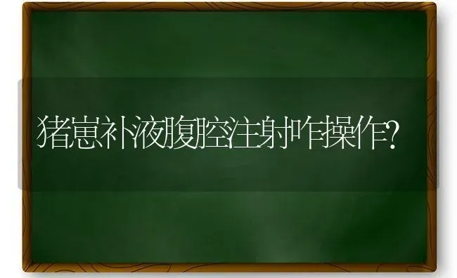 猪崽补液腹腔注射咋操作？ | 家畜养殖