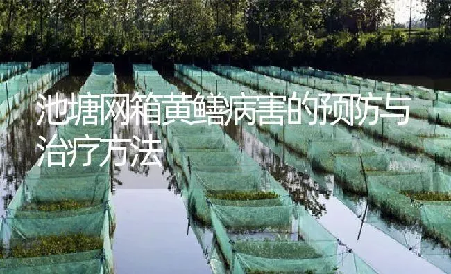 池塘网箱黄鳝病害的预防与治疗方法 | 淡水养殖