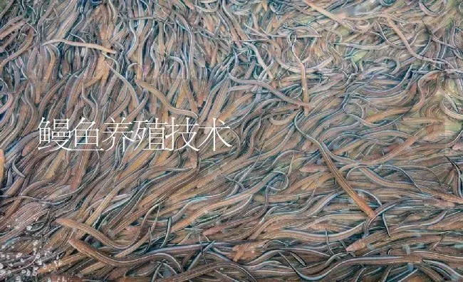 鳗鱼养殖技术 | 淡水养殖