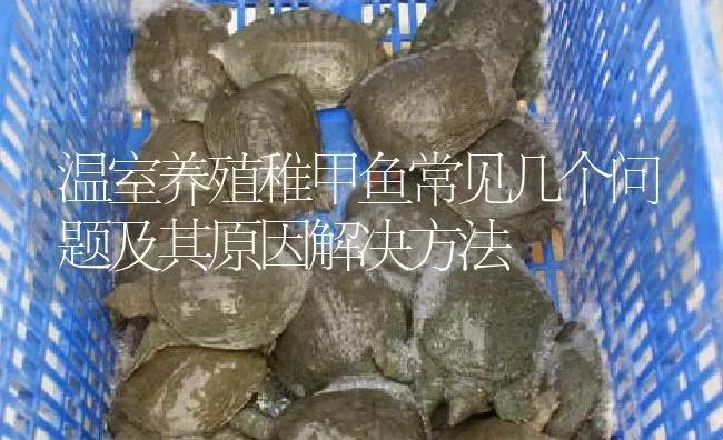 温室养殖稚甲鱼常见几个问题及其原因解决方法 | 淡水养殖