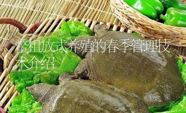 鳖粗放式养殖的春季管理技术介绍 | 淡水养殖