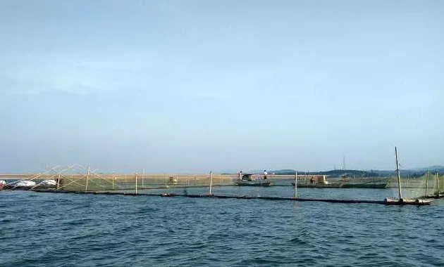 秋季卖鱼高峰，网箱养鱼户出鱼请牢记这几点