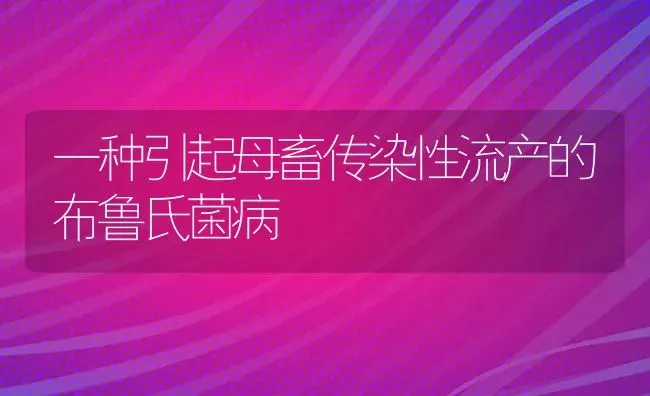 一种引起母畜传染性流产的布鲁氏菌病 | 家畜养殖