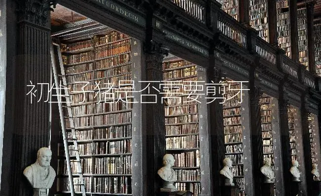 初生子猪是否需要剪牙 | 家畜养殖