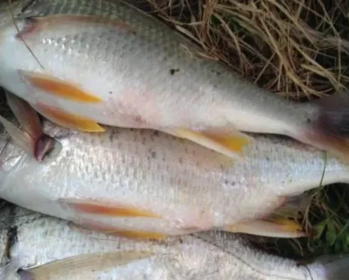 珠三角地区黄鳍鲷链球菌病流行特点和防治建议