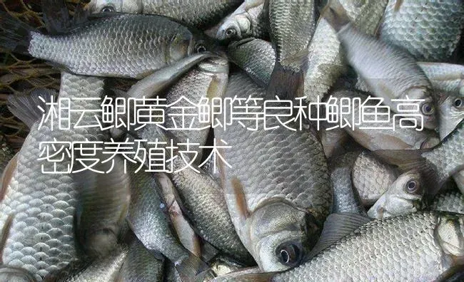 湘云鲫黄金鲫等良种鲫鱼高密度养殖技术 | 淡水养殖