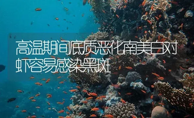 高温期间底质恶化南美白对虾容易感染黑斑 | 海水养殖