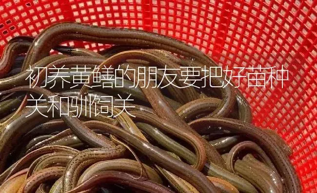 初养黄鳝的朋友要把好苗种关和驯饲关 | 淡水养殖