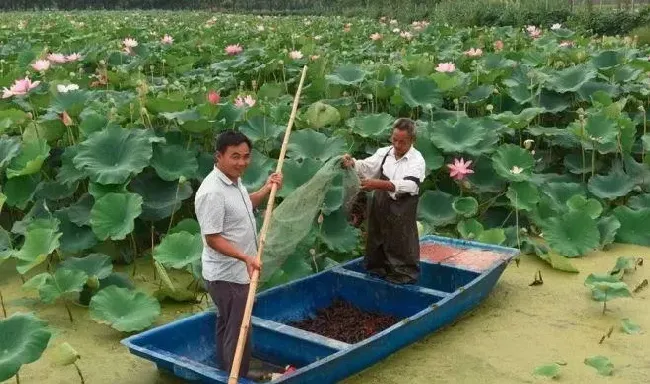 藕塘套养小龙虾模式分享，藕的毛利都在7000元/亩