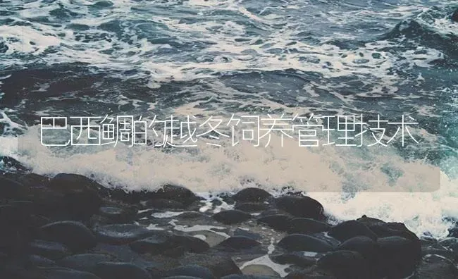 巴西鲷的越冬饲养管理技术 | 海水养殖