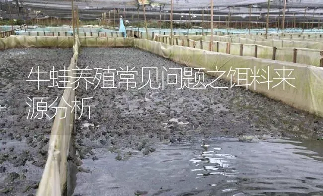 牛蛙养殖常见问题之饵料来源分析 | 特种养殖