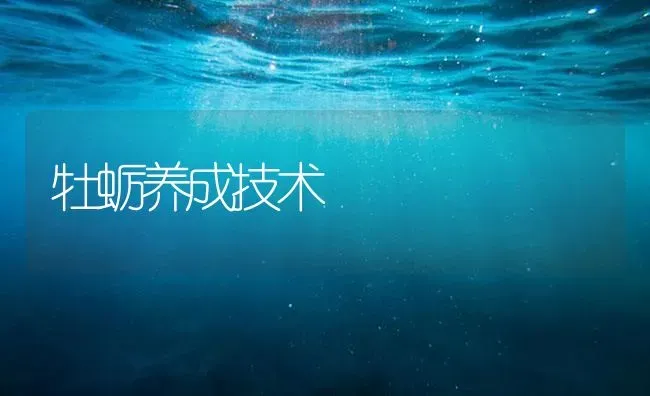 牡蛎养成技术 | 海水养殖