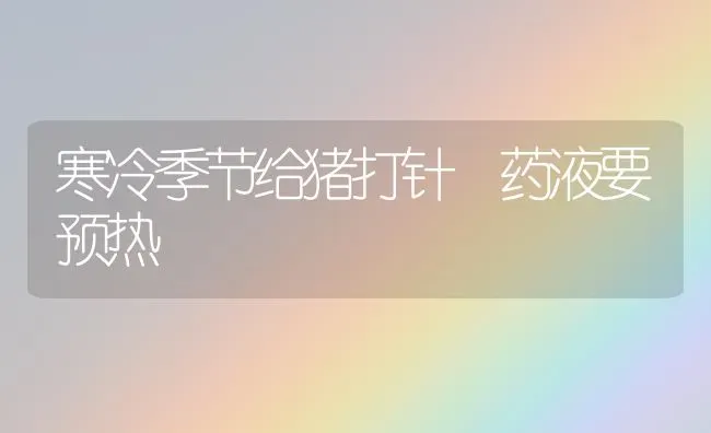 寒冷季节给猪打针 药液要预热 | 养殖病虫害防治