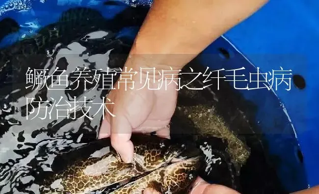 鳜鱼养殖常见病之纤毛虫病防治技术 | 淡水养殖