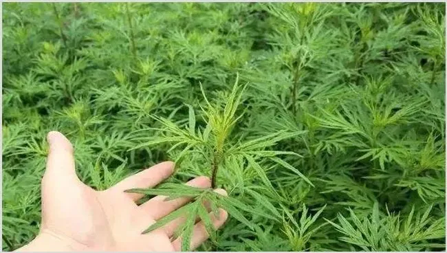 艾草养鸡可以养鸡吗？艾草养鸡的好处 | 动物养殖资料