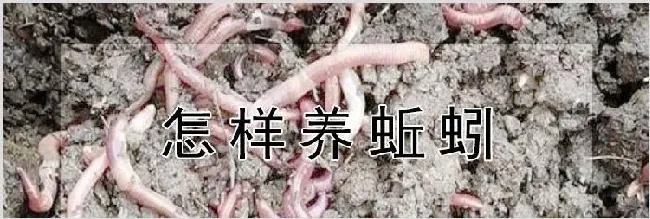 怎样养蚯蚓 | 动物养殖知识