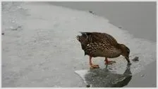 鸭子吃什么 | 农业养殖科普